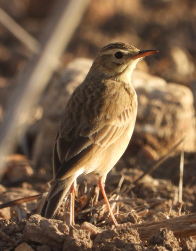 African Pipit (Anthus cinnamomeus), photo 8