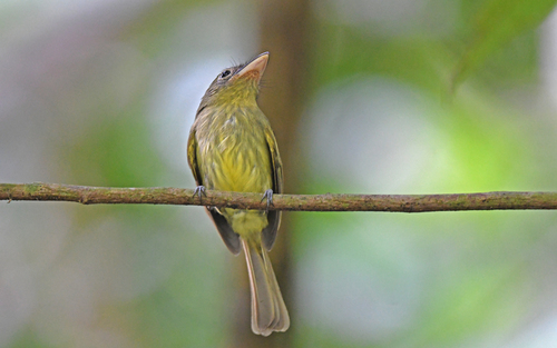Western Olivaceous Flatbill (Rhynchocyclus aequinoctialis), photo 6