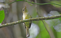Olivaceous Flatbill photo 1