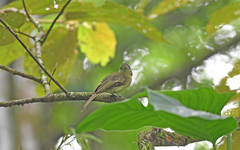Olivaceous Flatbill photo 3