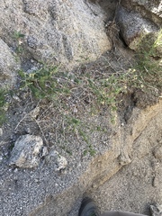 Brickellia frutescens