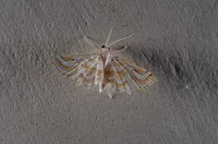 Musotiminae
