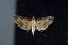 Nistra coelatalis