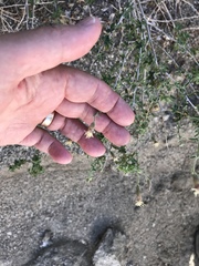 Brickellia frutescens
