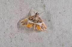 Paracymoriza