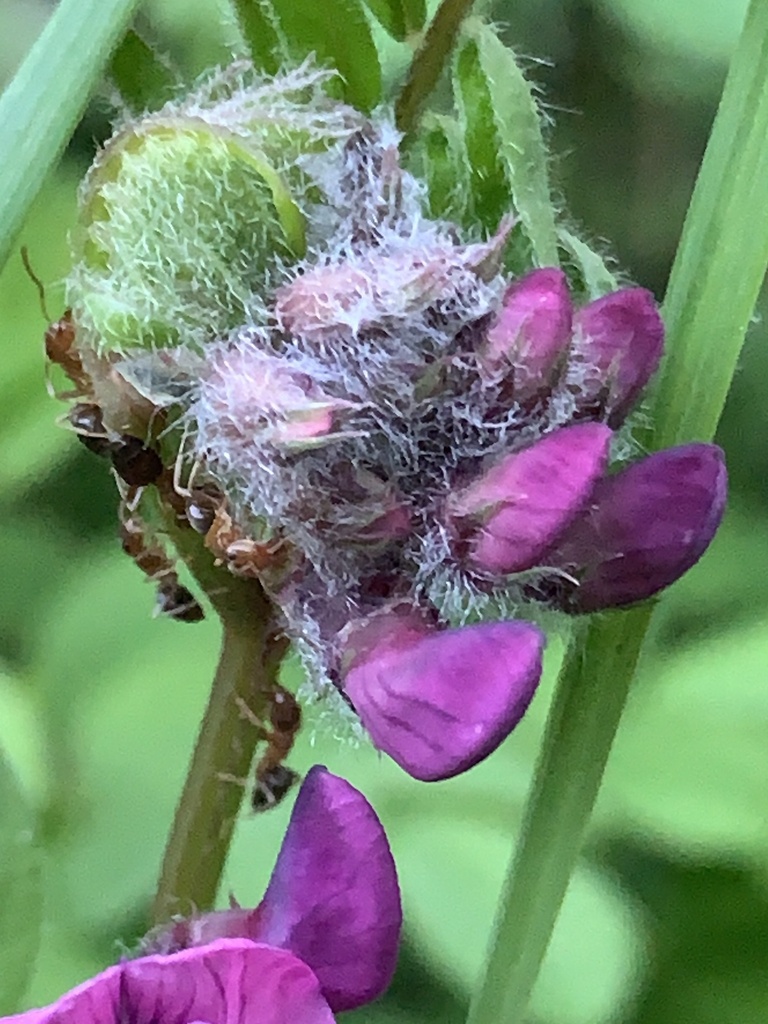 Brown Tree Ant from Granby Park Road, Waltham Cross, England, GB on May 7, 2023 at 0812 PM by J