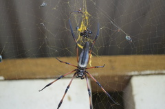 Trichonephila inaurata