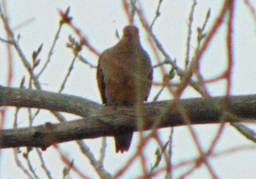 Mourning Dove from Lower Lake Ladora, Rocky Mountain Arsenal National