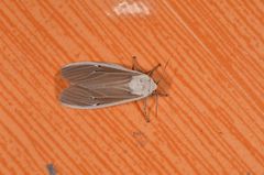 Creatonotos