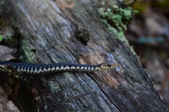 Thamnophis chrysocephalus