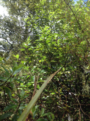 Pittosporum colensoi