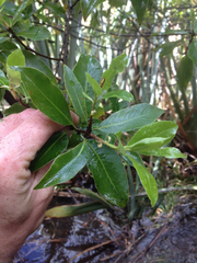 Pittosporum colensoi