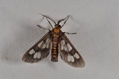 Eressa confinis