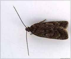 Phaeosaces apocrypta