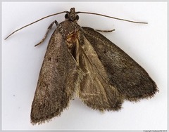 Phaeosaces apocrypta