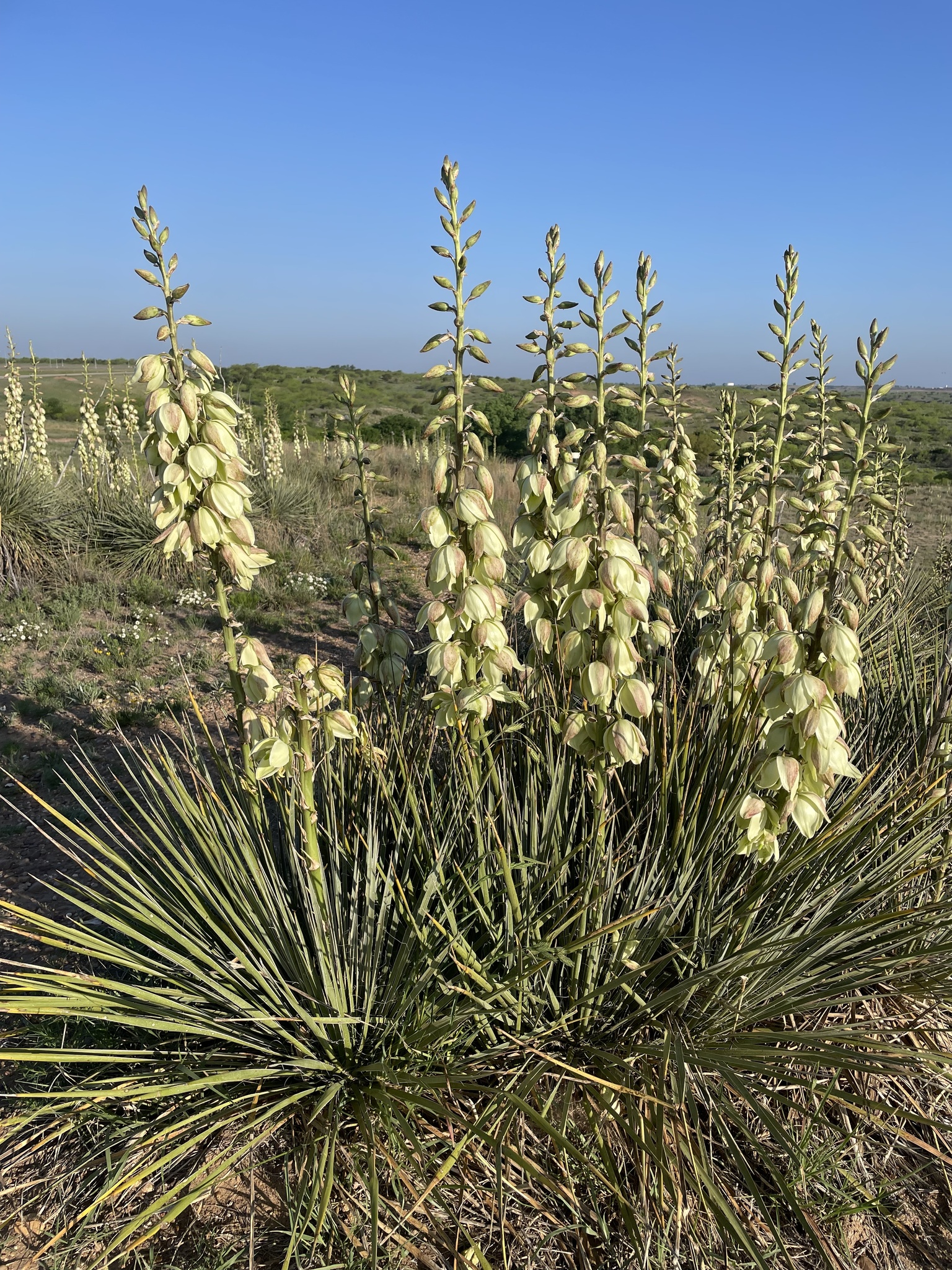 Yucca glauca