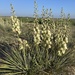 Yucca glauca - Photo (c) amkatros, μερικά δικαιώματα διατηρούνται (CC BY-NC)