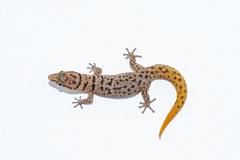 Sphaerodactylus ruibali