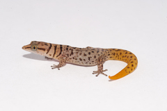 Sphaerodactylus ruibali