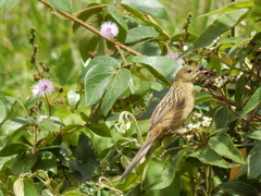 Emberizoides herbicola