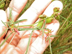 Crotalaria mollicula