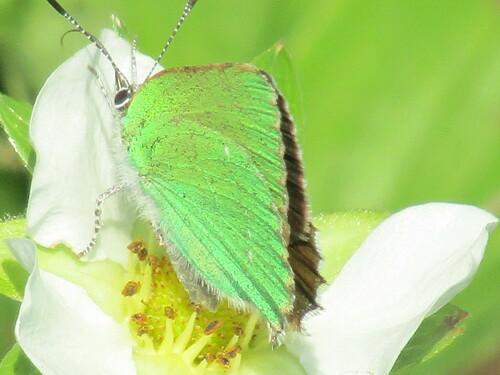 Green Hairstreak photo 4