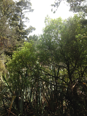 Pittosporum colensoi