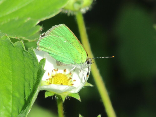 Green Hairstreak photo 5