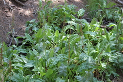 Rumex orthoneurus