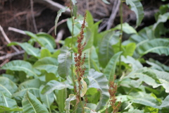 Rumex orthoneurus