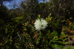 Melaleuca parvistaminea