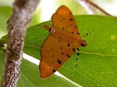 Phaedropsis stictigramma