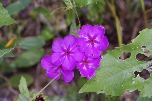 Annual phlox (Phlox drummondii)