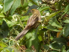Emberizoides herbicola