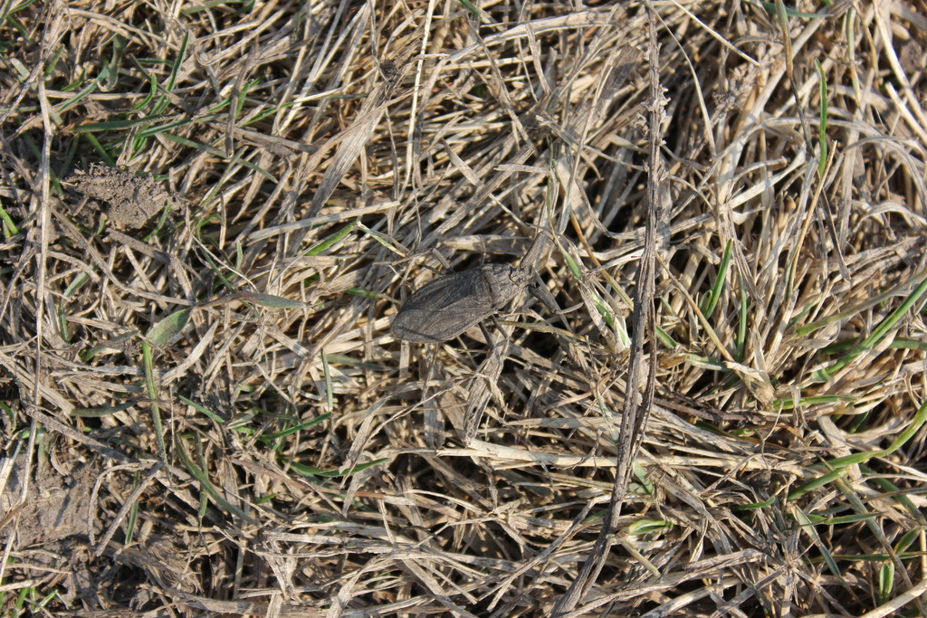 Eurasian Water Scorpion from Irkutsky District, Irkutsk Oblast, Russia ...