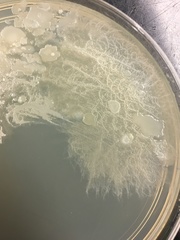 Bacillus