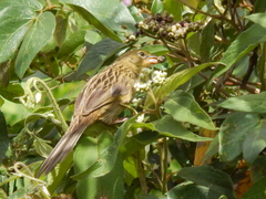 Emberizoides herbicola