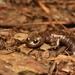 Taiwan Salamander - Photo (c) shuo_hsu, some rights reserved (CC BY-NC)