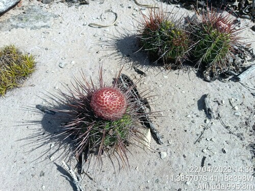 Melocactus oreas