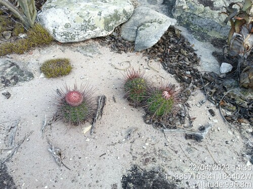 Melocactus oreas