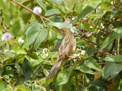 Emberizoides herbicola