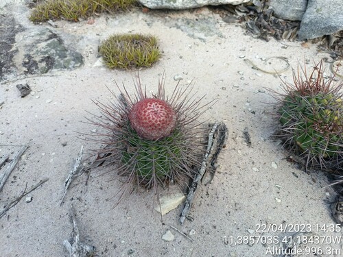 Melocactus oreas