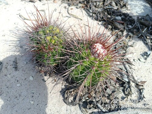 Melocactus oreas