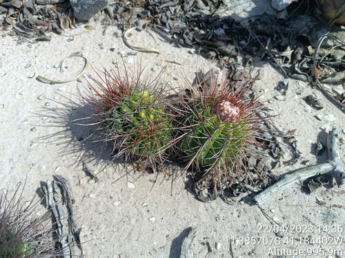 Melocactus oreas