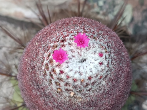 Melocactus oreas
