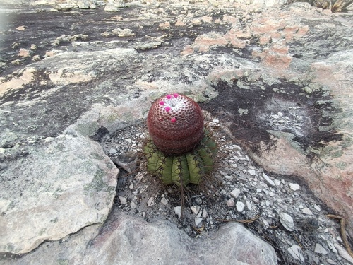 Melocactus oreas