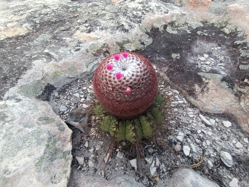 Melocactus oreas