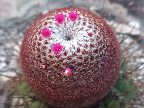 Melocactus oreas