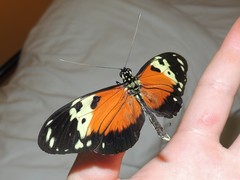 Heliconius hecale melicerta