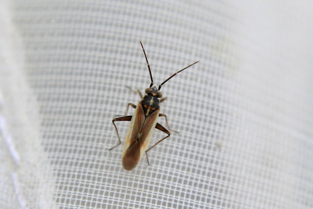 Conostethus roseus